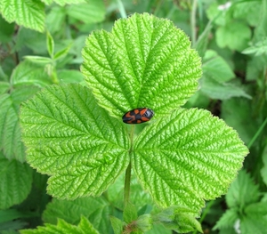 De bloedcicade (Cercopis vulnerata)