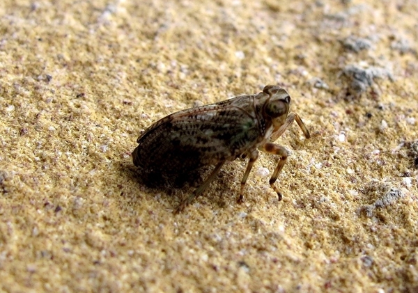 cicade (1)