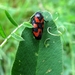 bloedcicade [Cercopis vulnerata] (9)