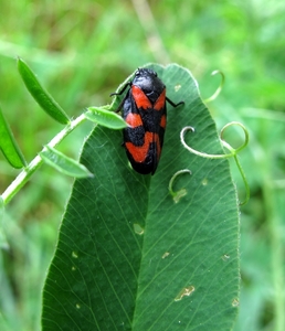 bloedcicade [Cercopis vulnerata] (9)