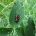 bloedcicade [Cercopis vulnerata] (2)