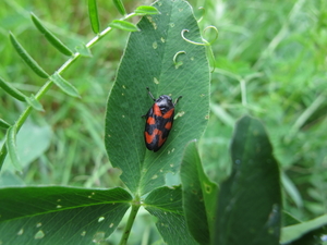 bloedcicade [Cercopis vulnerata] (2)