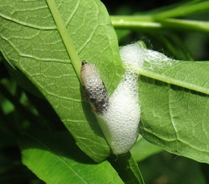 schuimcicade Philaenus spumarius (Cercopidae
