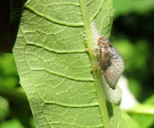 schuimcicade Philaenus spumarius (Cercopidae (5)
