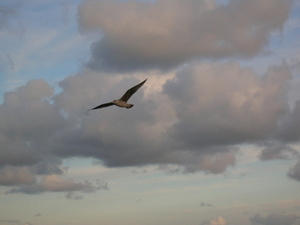 ploumanach 2008 11-10-08 340