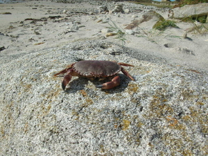 ploumanach 2008 11-10-08 407