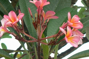 Jepung Bali