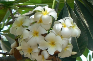 Jepung Bali