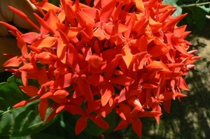 Angsoka bloem