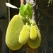 Jackfruit of Nangka