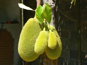 Jackfruit of Nangka