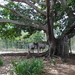 IMGP0933(oude ficus-boom)