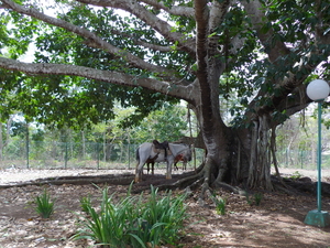 IMGP0933(oude ficus-boom)