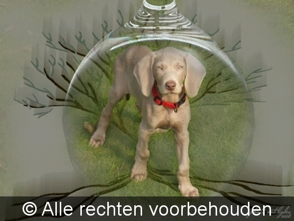 hond