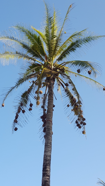 Allemaal vogelnestjes !