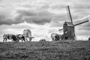 Poelbergmolen Tielt