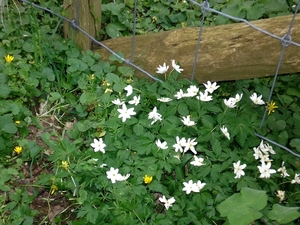 bloemen wandeling