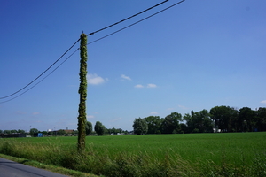 Vlas-Schiervelde-20-6-18