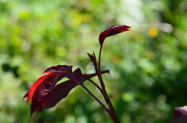 VRIJDAG.....PADSTAPPEN !