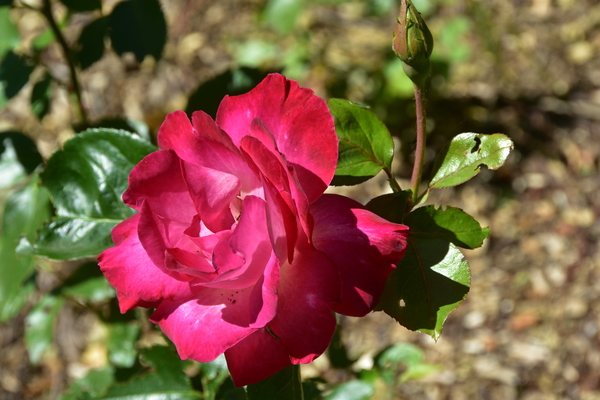 DSC_2165