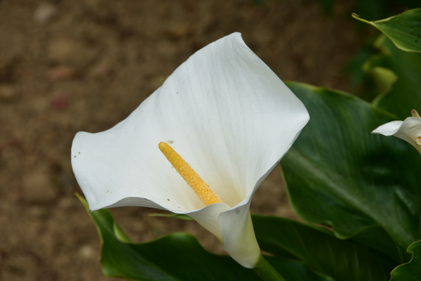 DSC_2257