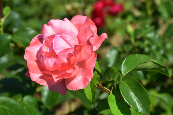 DSC_2471