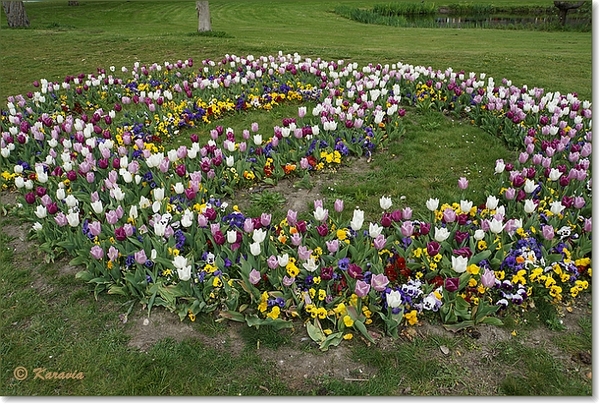 tulpen uit DElft niet uit Amsterdam