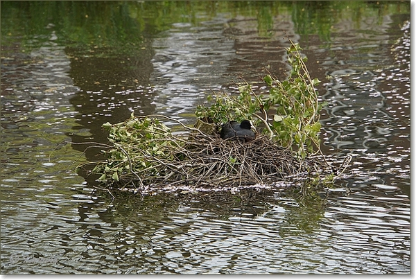 nest in een vijver