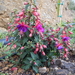 botanisch park fournes (1)