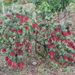 botanisch park fournes (40)