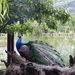 botanisch park fournes (64)