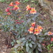 botanisch park fournes (73)