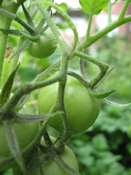 tomaten