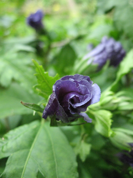 bloemen