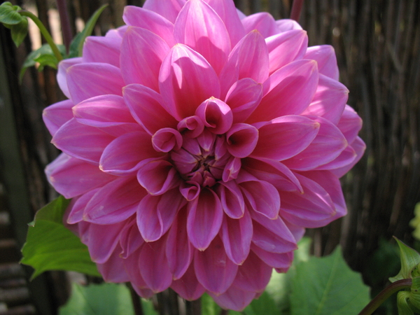 bloemen
