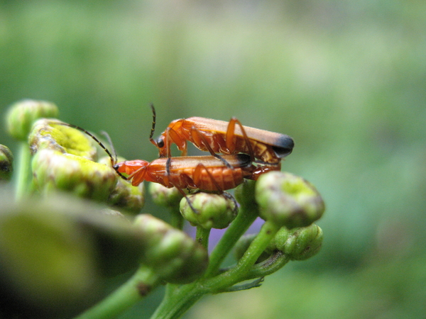 insecten