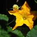 courgette