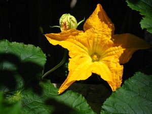 courgette
