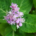 hortensia-bloesem