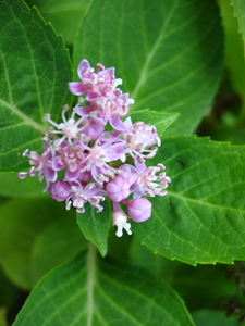 hortensia-bloesem