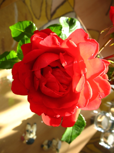 bloem