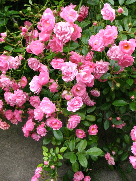 bloemen