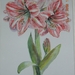 DSCN2484