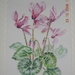 DSCN2485