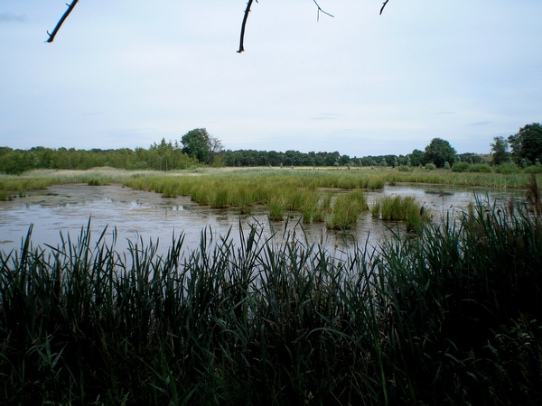 Elke plas zijn reiger