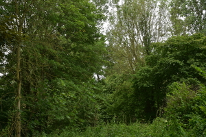 DSC_2666