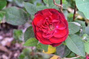 DSC_2975