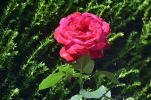 DSC_3978