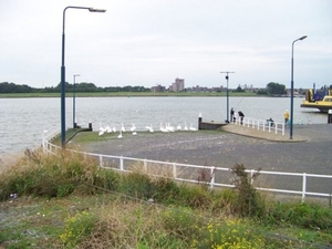 zwanen wachten op de pont naar Rozenburg