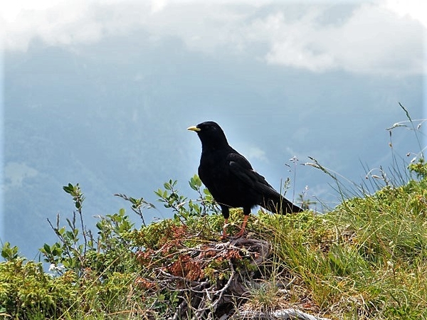 2017_06_25 Leysin 021